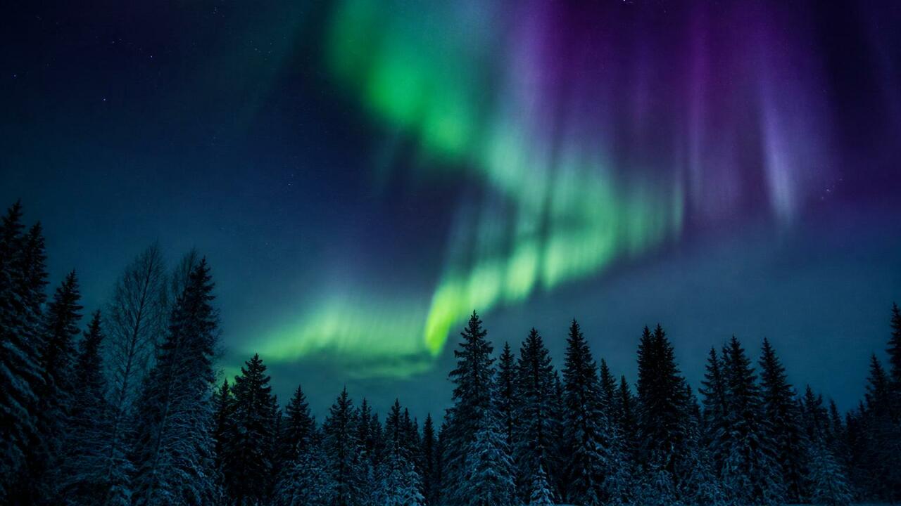 Яркое полярное сияние над лесным массивом в Лен...
